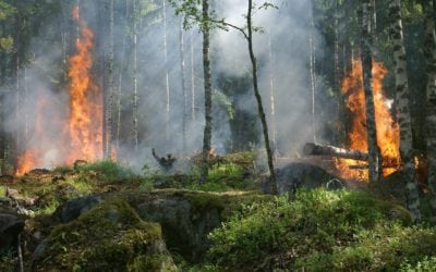 Waldbrandgefahr: Landkreis erlässt Verordnung