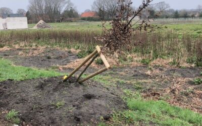 Neu gepflanzte Bäume an der Straße Heyen Drüft in Esterwegen beschädigt