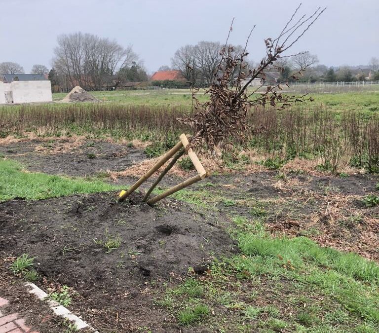 Neu gepflanzte Bäume an der Straße Heyen Drüft in Esterwegen beschädigt